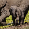 Elephanteau - parc du south luangwa